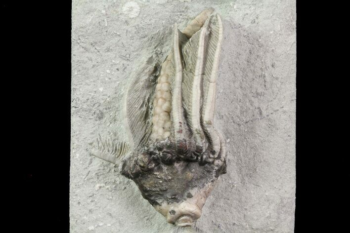 Bargain, Macrocrinus Crinoid Fossil - Crawfordsville, Indiana #68482